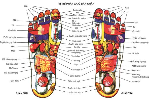 [Image: BAn-ch%C3%A2n.jpg]